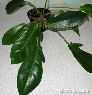 Philodendron philodendron - specie, asistență medicală, probleme în creștere, transplant, reproducere