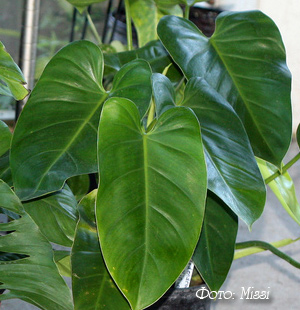 Philodendron philodendron - specie, asistență medicală, probleme în creștere, transplant, reproducere