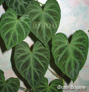 Philodendron philodendron - specie, asistență medicală, probleme în creștere, transplant, reproducere