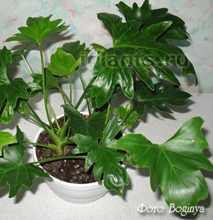 Philodendron philodendron - specie, asistență medicală, probleme în creștere, transplant, reproducere