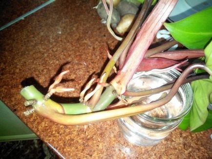 Filodendron - gondoskodás az otthon, a megfelelő talaj, öntözés (feltételek) Filodendron - gondoskodás az otthon, a megfelelő talaj és öntözés