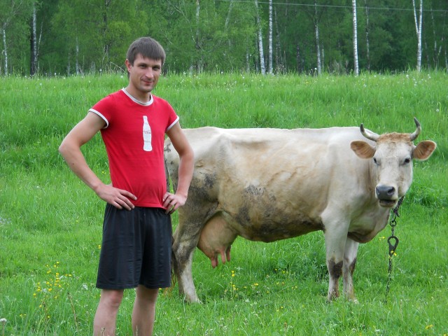 Fotografia unei vaci din sat