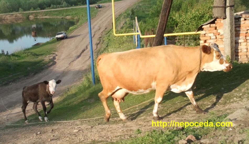 Fotografia unei vaci din sat