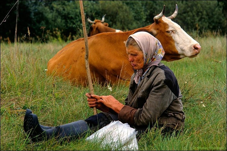 Fotografia unei vaci din sat