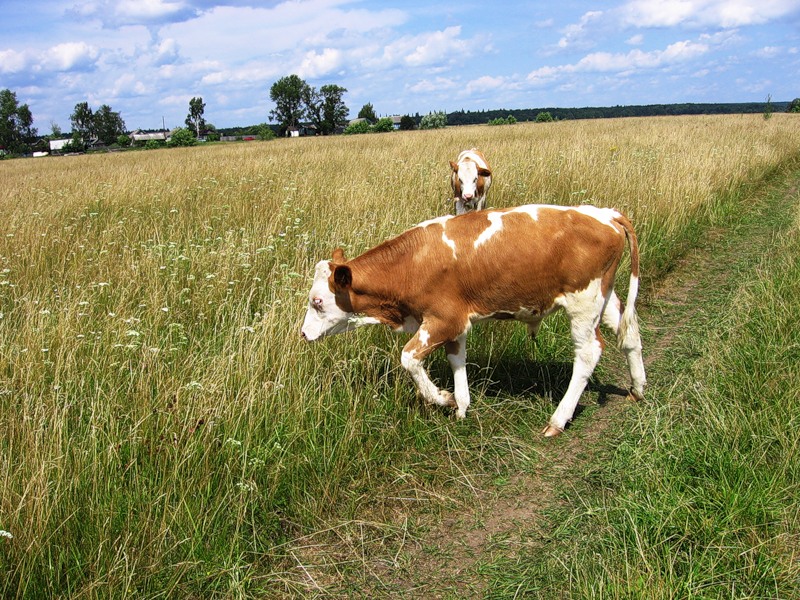 Fotografia unei vaci din sat