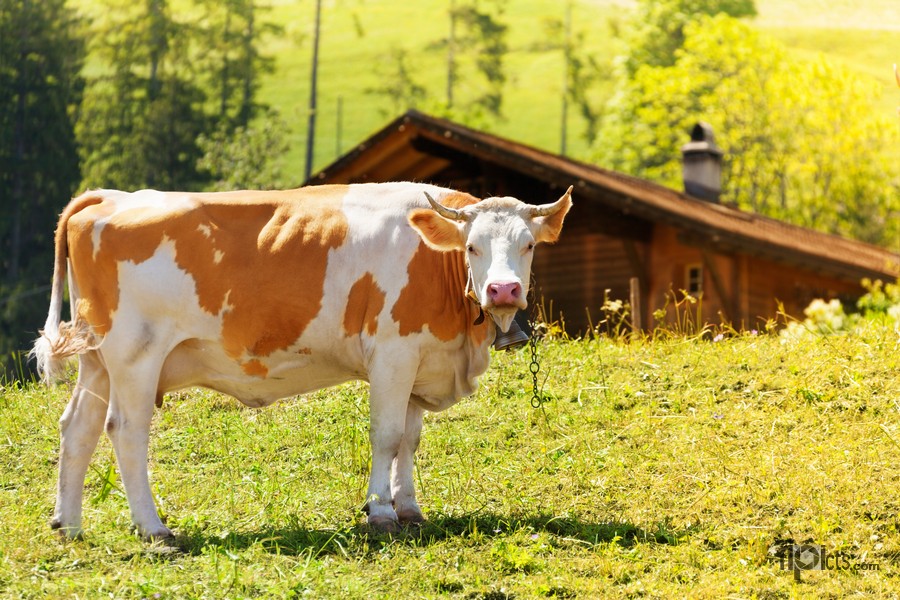 Фото корови в селі