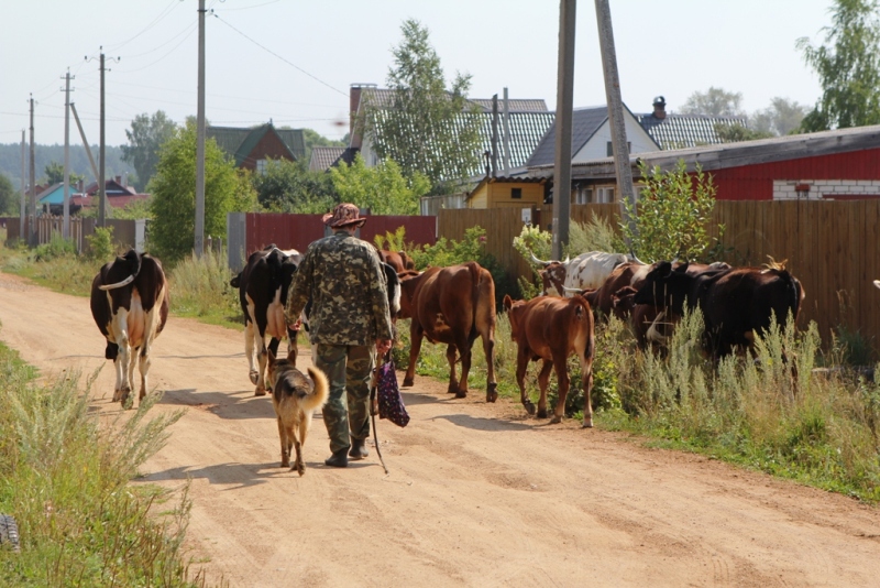 Фото корови в селі