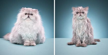 Фото мокрих кішок і котів, купання кішки в ванній