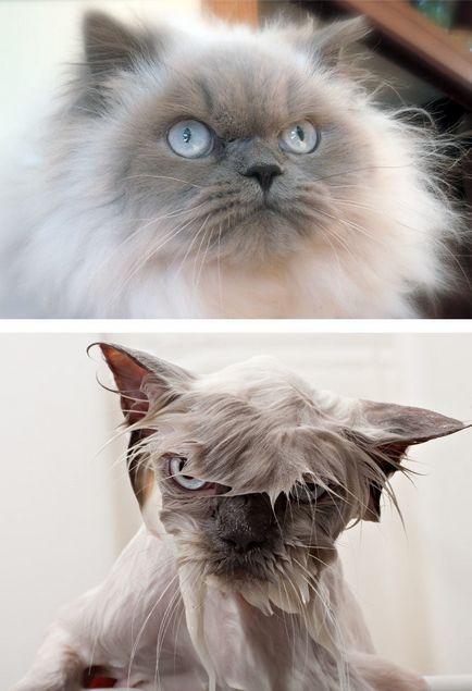 Fotografie de pisici ude și pisici, pisici de baie în baie