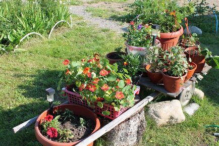 Gradinaritul care poate fi cultivat într-un container