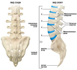 Unde este și de ce o persoană are nevoie de sacru, anatomie și structură a coccisului la femei, atavism și