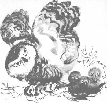 Bufonul Owl's