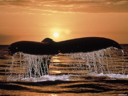 Горбатий кит - новини про тварин, рідкісні тварини і міфічні тварини на