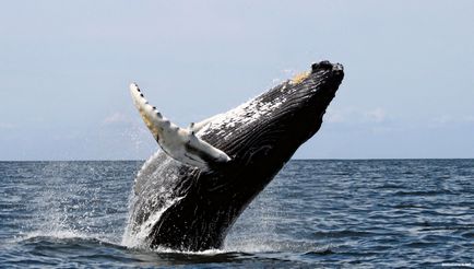 Горбатий кит - новини про тварин, рідкісні тварини і міфічні тварини на