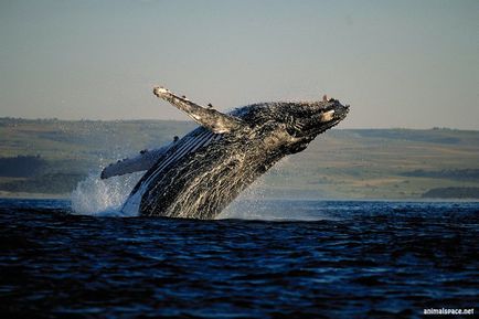 Balena cu capre - stiri despre animale, animale rare si animale mitice