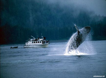 Balena cu capre - stiri despre animale, animale rare si animale mitice