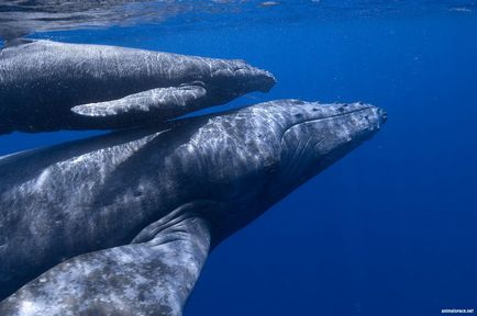 Balena cu capre - stiri despre animale, animale rare si animale mitice