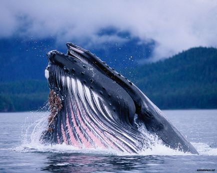 Balena cu capre - stiri despre animale, animale rare si animale mitice