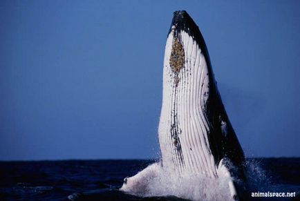 Balena cu capre - stiri despre animale, animale rare si animale mitice