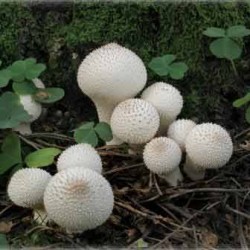Îndepărtarea și cultivarea fotografiei de ciuperci