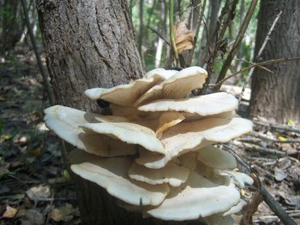 Laskagomba - fotók, tulajdonságai, összetétele, használata, kalória, ellenjavallatok (fotó) Laskagomba - fotók, tulajdonságai, összetétele, használata, kalória, ellenjavallatok