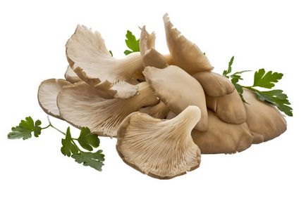 Laskagomba - fotók, tulajdonságai, összetétele, használata, kalória, ellenjavallatok (összetétel) Laskagomba - fotók, tulajdonságai, összetétele, használata, kalória, ellenjavallatok