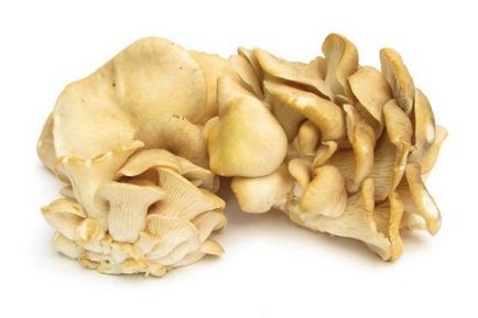Laskagomba - fotók, tulajdonságai, összetétele, használata, kalória, ellenjavallatok (összetétel) Laskagomba - fotók, tulajdonságai, összetétele, használata, kalória, ellenjavallatok
