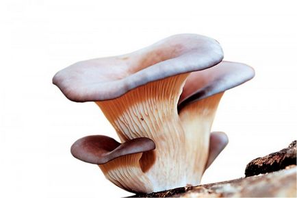 Laskagomba - fotók, tulajdonságai, összetétele, használata, kalória, ellenjavallatok (használat) Laskagomba - fotók, tulajdonságai, összetétele, használata, kalória, ellenjavallatok
