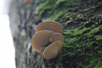 Laskagomba - fotók, tulajdonságai, összetétele, használata, kalória, ellenjavallatok (tulajdonságok) Laskagomba - fotók, tulajdonságai, összetétele, használata, kalória, ellenjavallatok