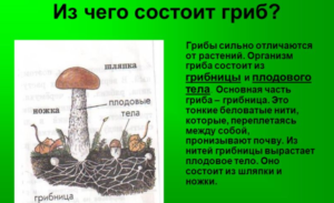 Ciuperca de ciuperci cum să scapi de midges în mycelium