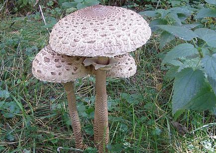 Umbrela de ciuperci arată, comestibilă, roșcată, otrăvitoare, girlandă, mare, pătată, descriere și