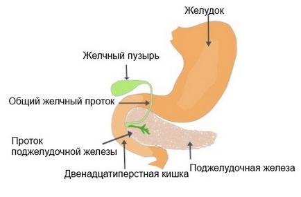 Джинджър паразити плюсовете и минусите на фондове с полезни рецепти