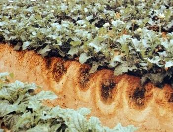 Мистецтво вирощування овочів, ізраїль для вас