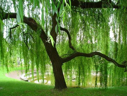 Willow - hasznos tulajdonságai fűz - fűz alkalmazása az orvostudományban