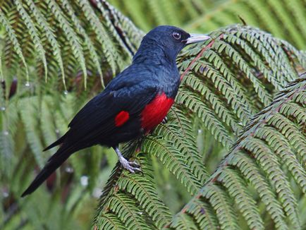 Orioles, állat enciklopédia