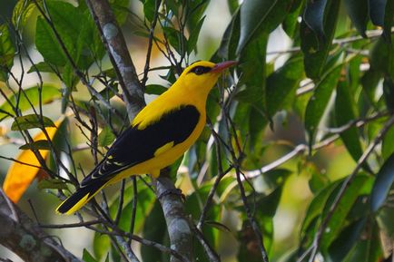 Orioles, állat enciklopédia