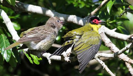 Orioles, állat enciklopédia