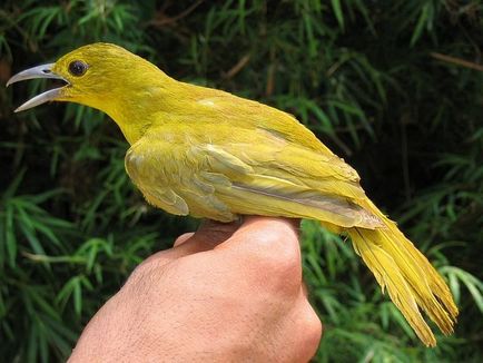 Orioles, o enciclopedie a animalelor