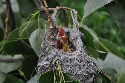 Orioles, állat enciklopédia