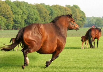 Cum să se ocupe de obezitatea calului, prima revistă ecvestră online