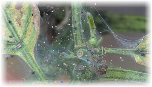 Як боротися з павутинним кліщем на огірках в теплиці