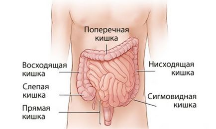 Які продукти викликають газоутворення і здуття живота, дієта і харчування при метеоризмі, що можна