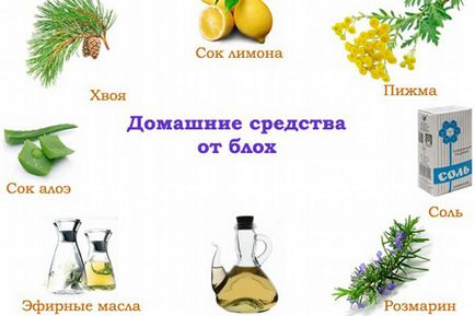 Як позбутися від бліх з будинку народними засобами поради та рекомендації