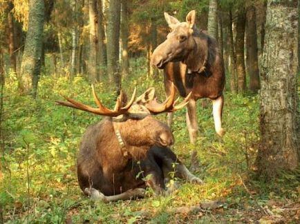 Як кричить лось під час гону слухати