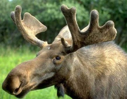 Cum șuieră elk în timpul râului