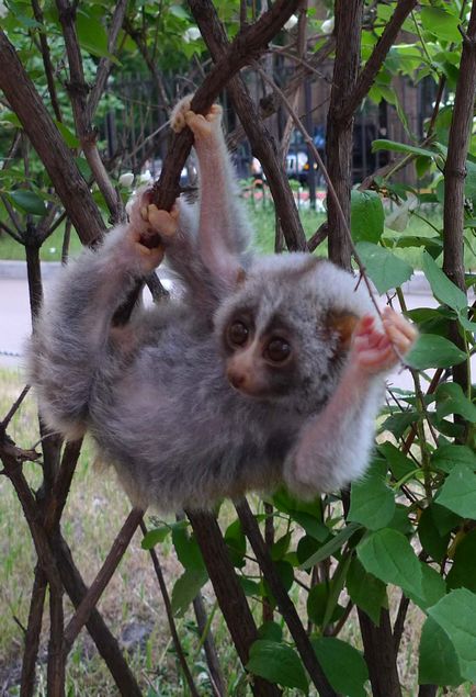 Cum se duce lori la lemurul toaletei?