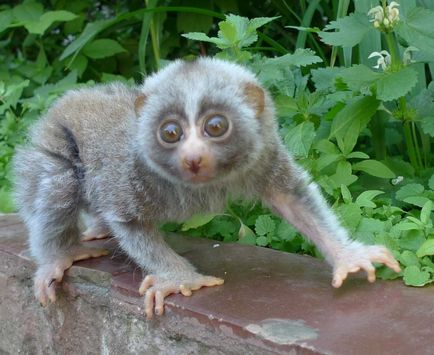 Cum se duce lori la lemurul toaletei?