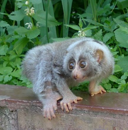 Cum se duce lori la lemurul toaletei?