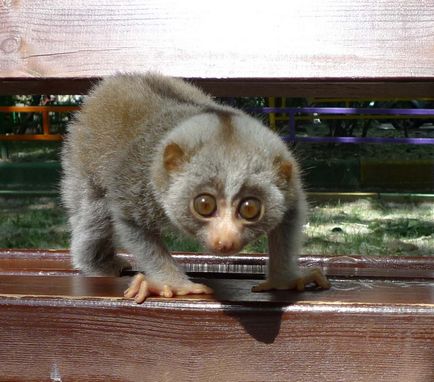 Cum se duce lori la lemurul toaletei?