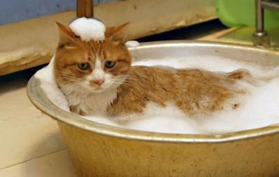 Hogyan mossa a macska rendesen, és milyen gyakran